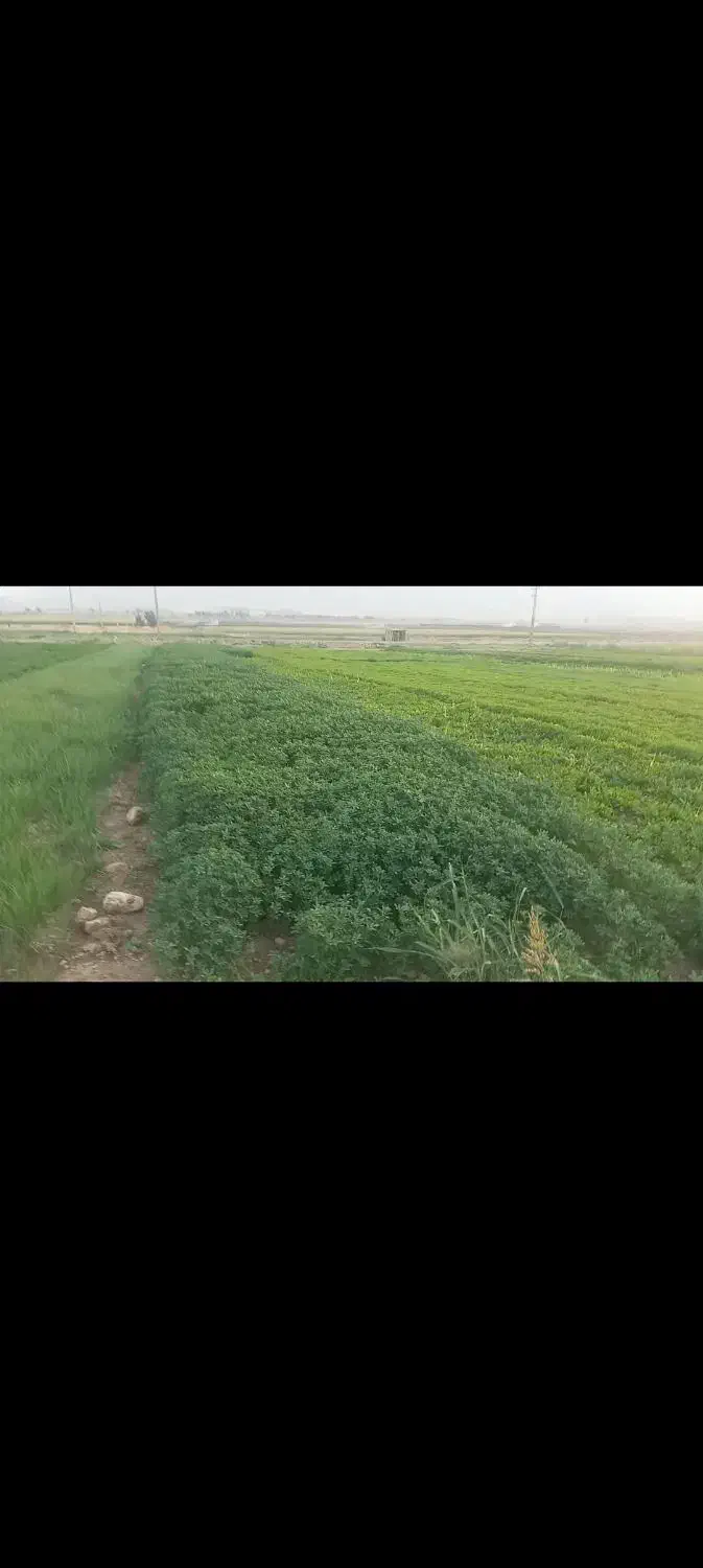 خوراکی و آشامیدنی|خوردنی و آشامیدنی|قلعه شاهین, |دیوار