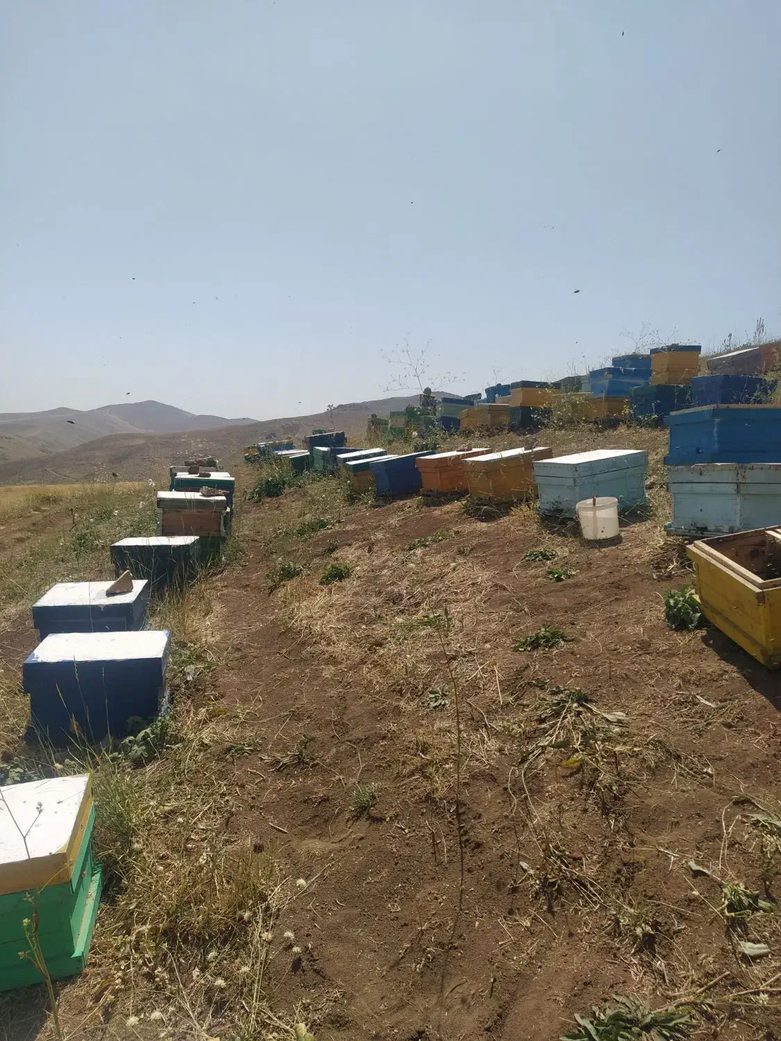 عسل طبیعی چهل چشمه روستای دەرەوزان|خوردنی و آشامیدنی|دیواندره, |دیوار