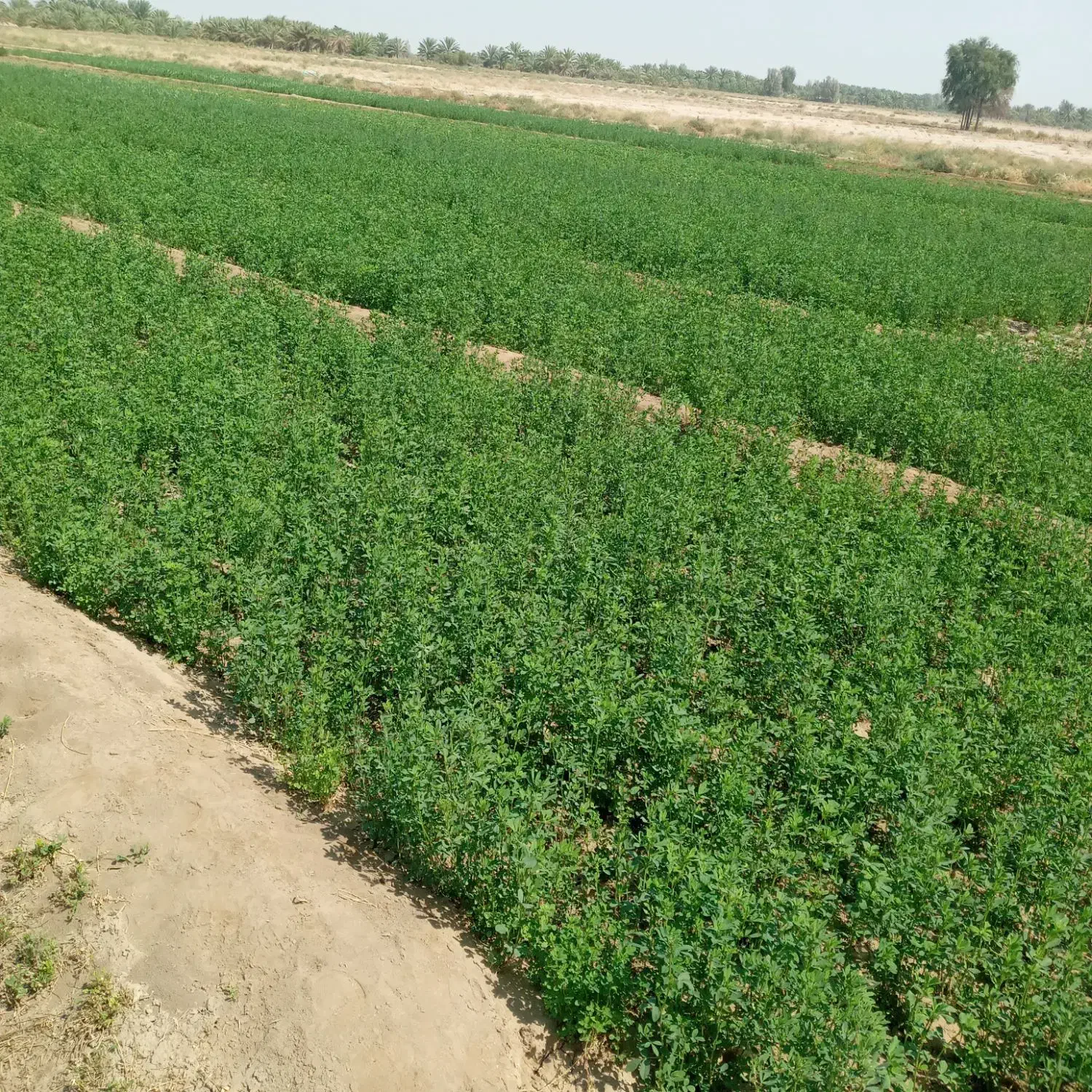 بذرعلف|عمدهفروشی|رودبار (کرمان), |دیوار