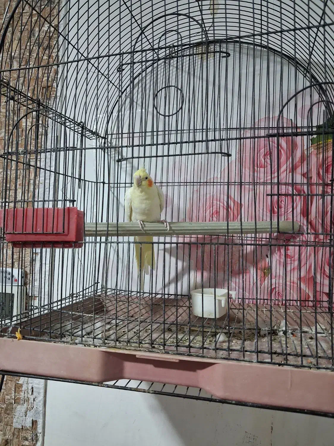 عروس هلندی لوتینو|پرنده|بافق, |دیوار