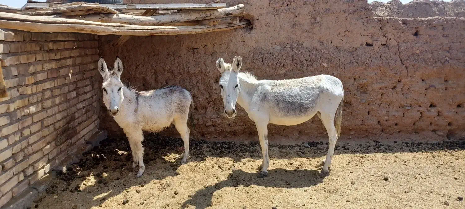الاغ ماده با کره۵ ماهه|حیوانات مزرعه|قم, امامزاده ابراهیم|دیوار