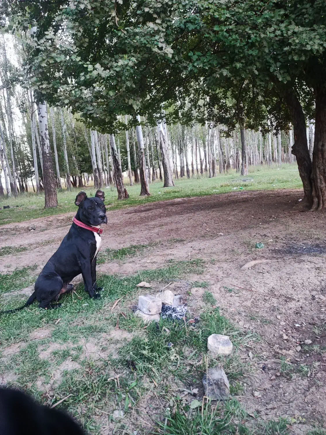 پیت بول|سگ|شهرکرد, |دیوار