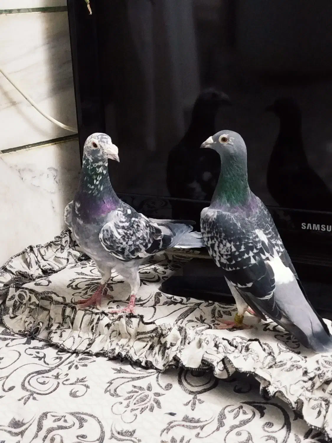 کفتر آلمانی|پرنده|مشهد, فاطمیه|دیوار