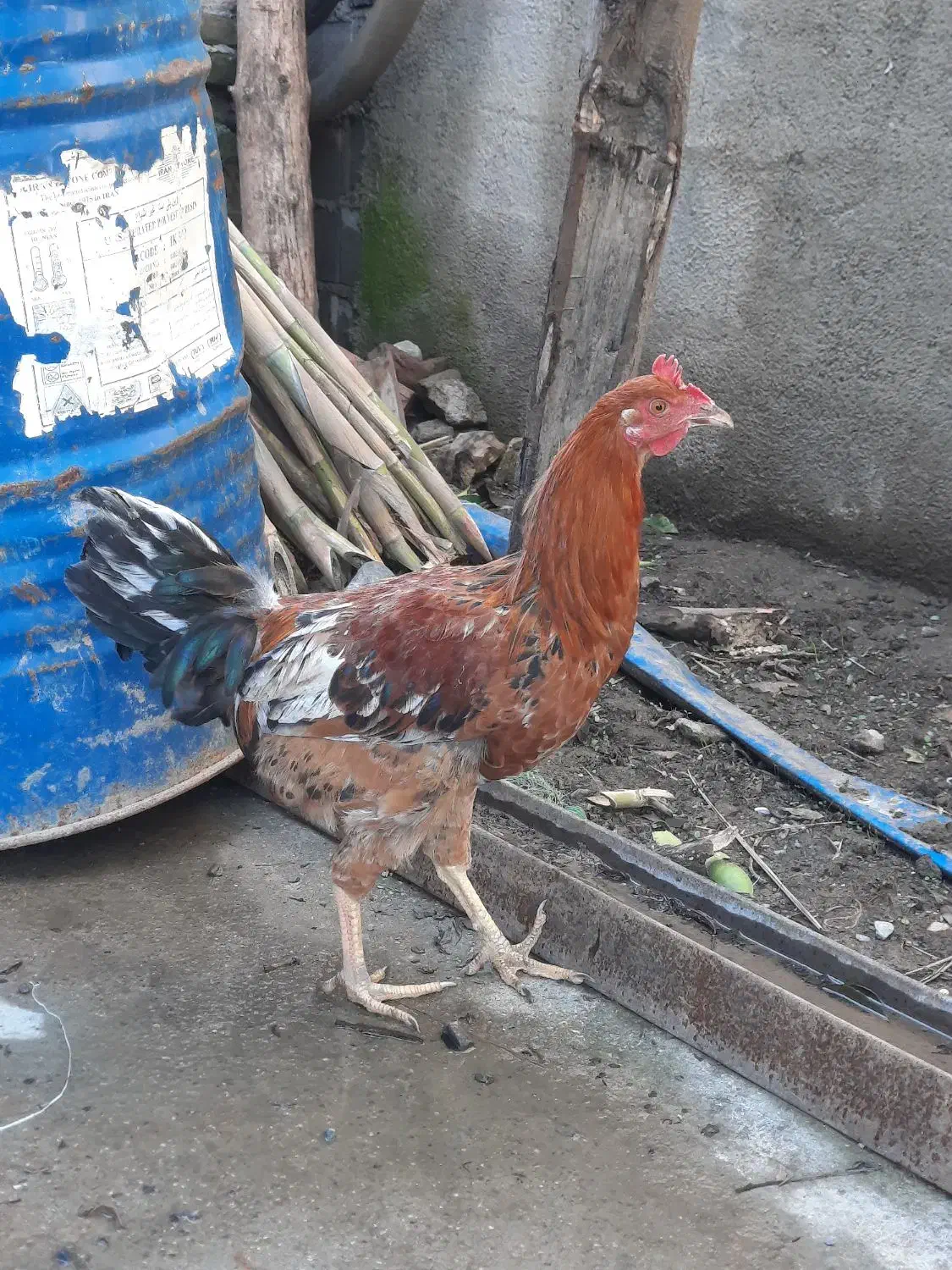 جوجه خروس|حیوانات مزرعه|خان ببین, |دیوار