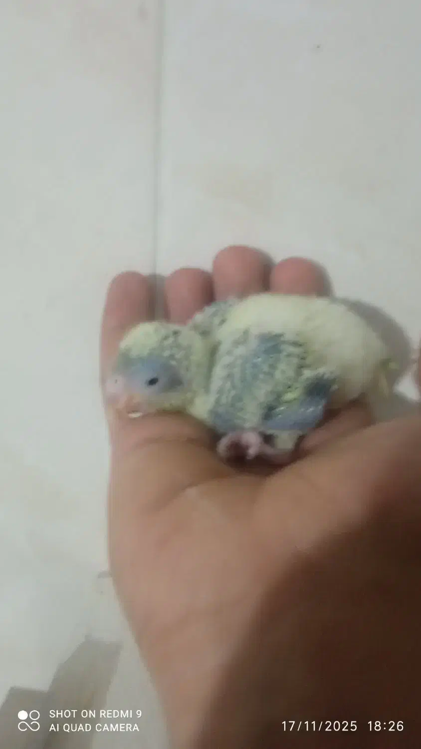 جوجه راهب|پرنده|خمینیشهر, |دیوار