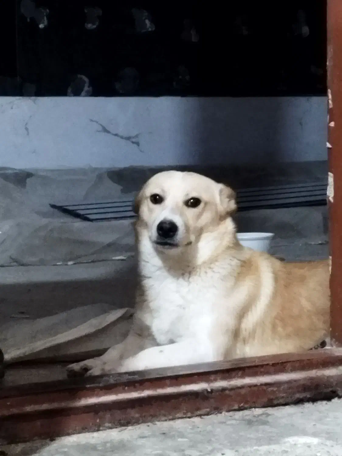 سگ پاکوتا|سگ|شیروان (خراسان), |دیوار