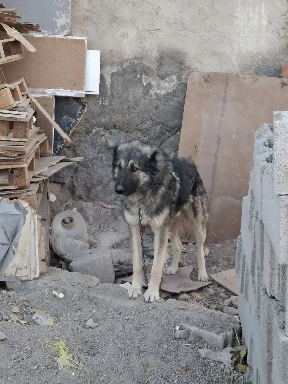 واگذاری سگ|سگ|بستان آباد, |دیوار