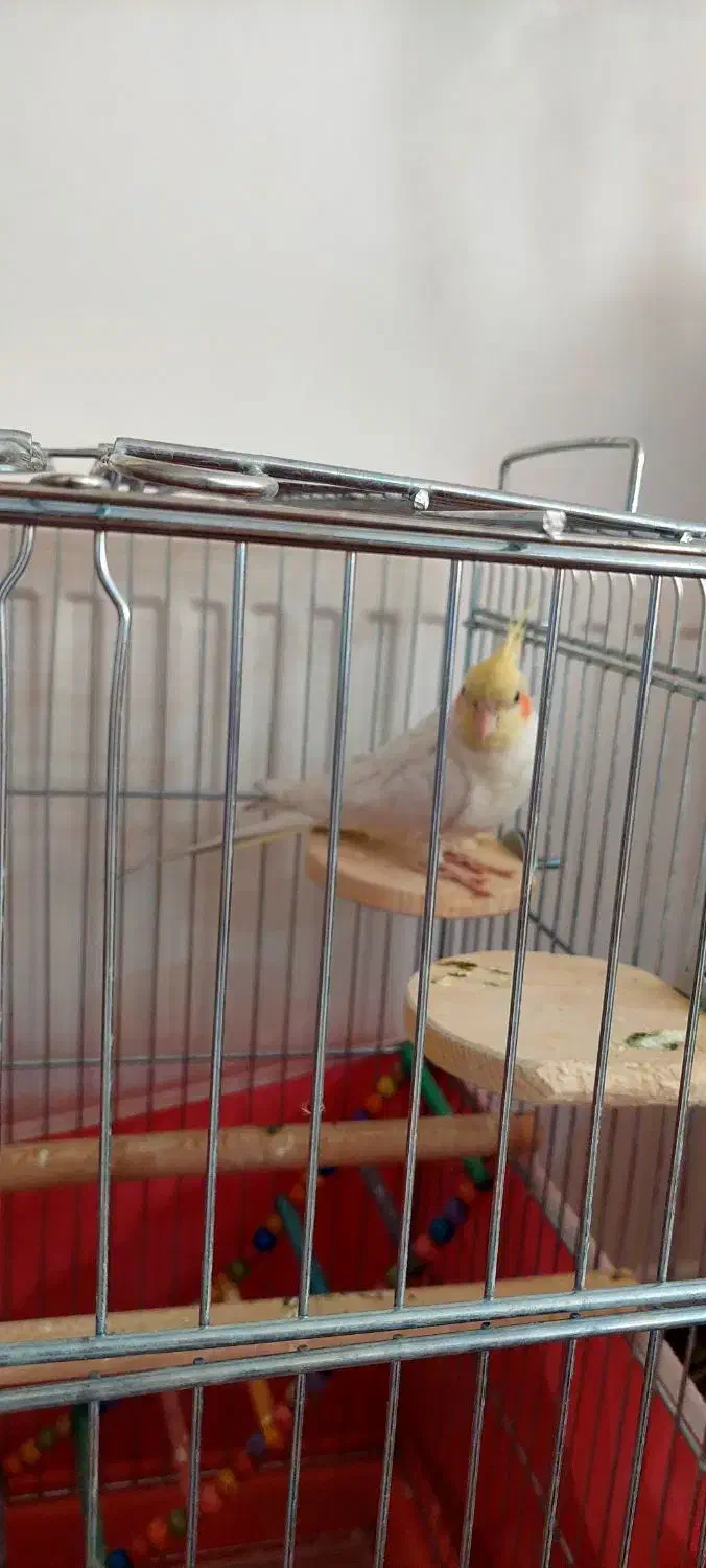 فروش دوتاعروس هلندی نرسخنگو|پرنده|اصفهان, گرکان|دیوار