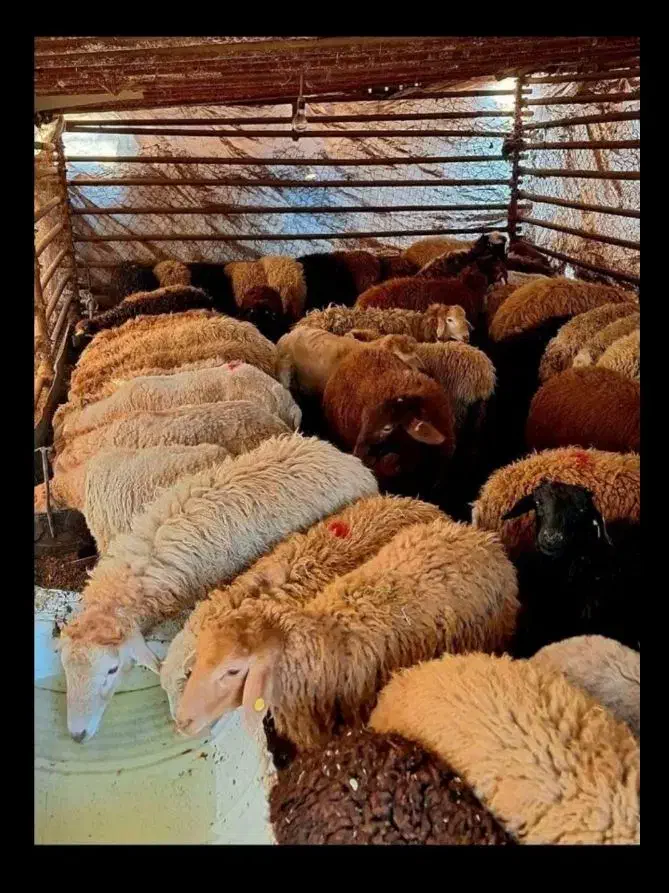 گوسفند زنده گوشت دار شکم خالی تهرانپارس. شهرری|حیوانات مزرعه|تهران, نازی‌آباد|دیوار