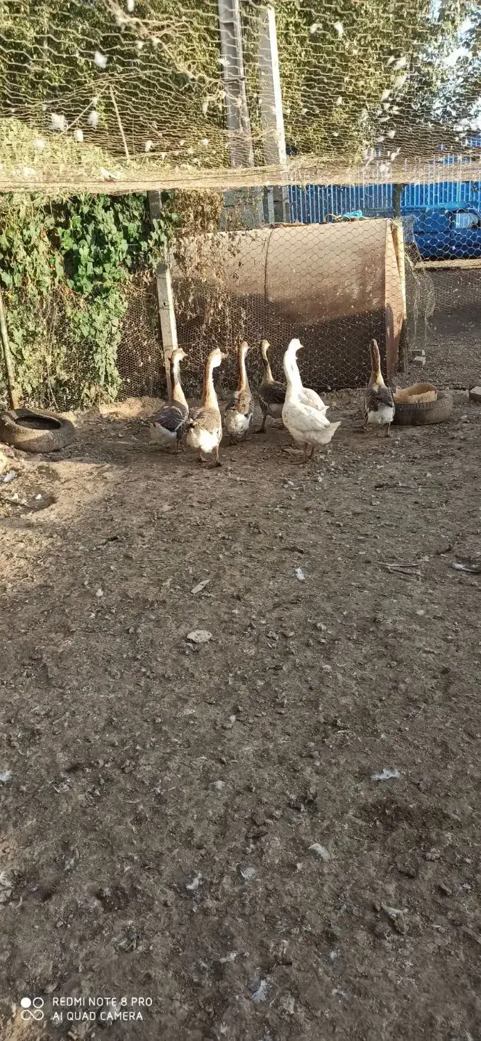 ۷ تاقوغاز دانه ۸۰۰|حیوانات مزرعه|قزوین, |دیوار