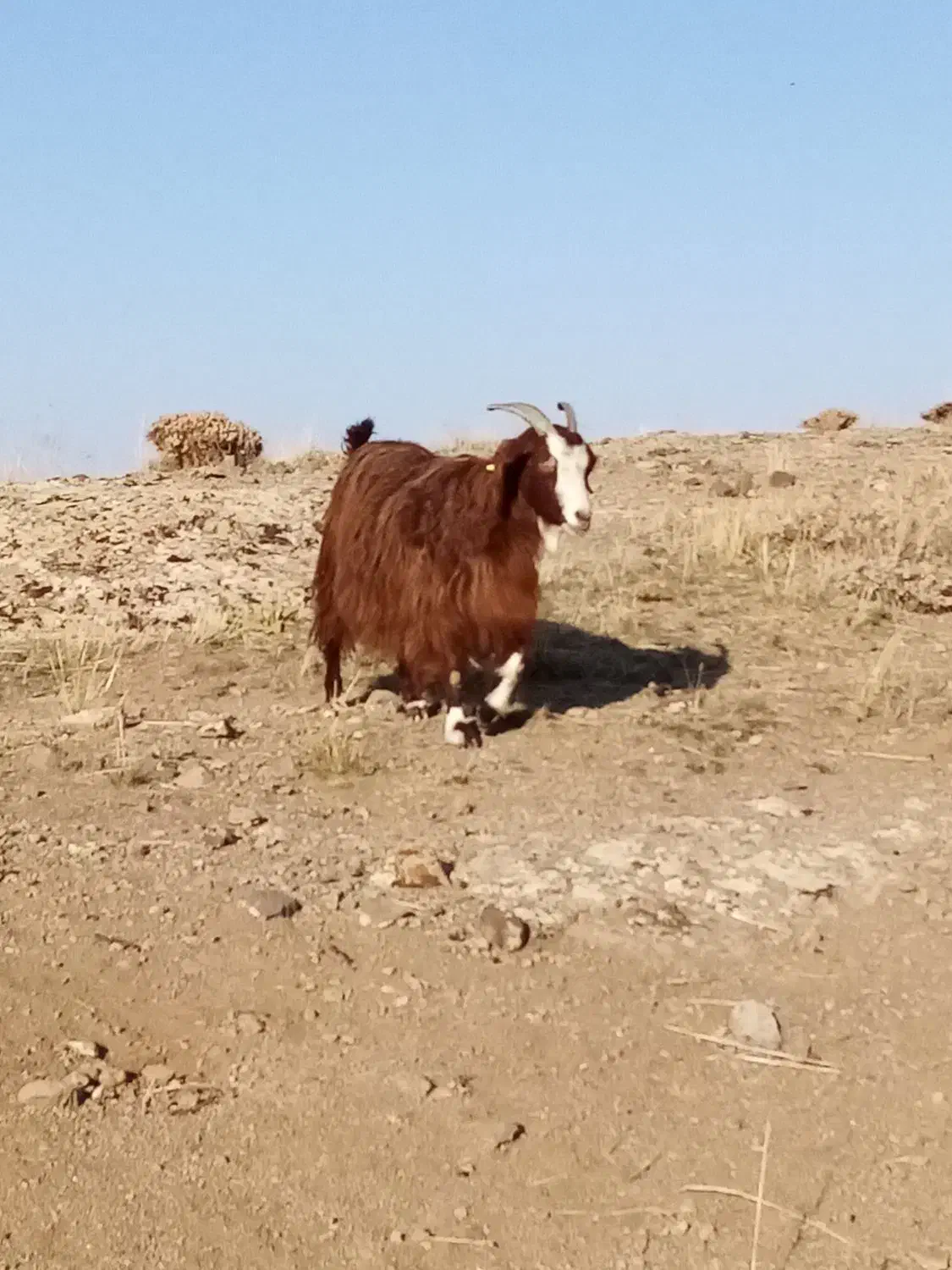یک راس بز گوشتی 2راس بزغاله نر و ماده|حیوانات مزرعه|ارشق, |دیوار