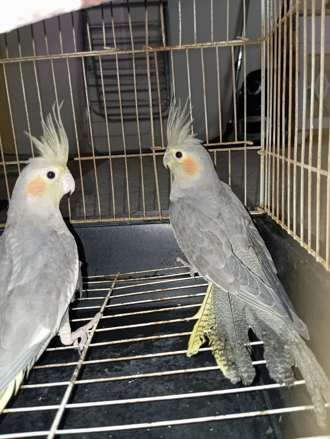 جوجه عروس هلندی|پرنده|ری, علایین|دیوار