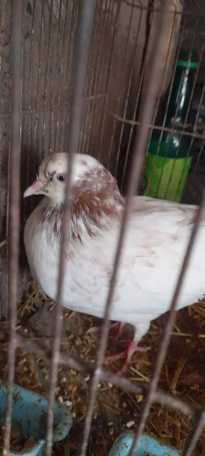 کبوتر|پرنده|کوچصفهان, |دیوار