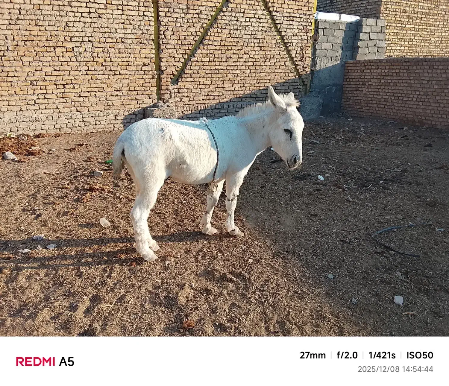 الاغ|حیوانات مزرعه|قلندر آباد, |دیوار