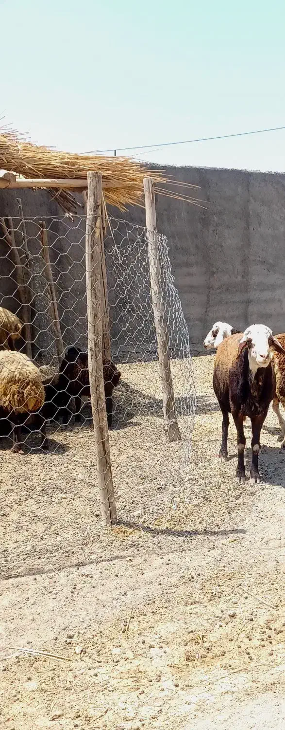 قوچ|حیوانات مزرعه|کوهدشت, |دیوار