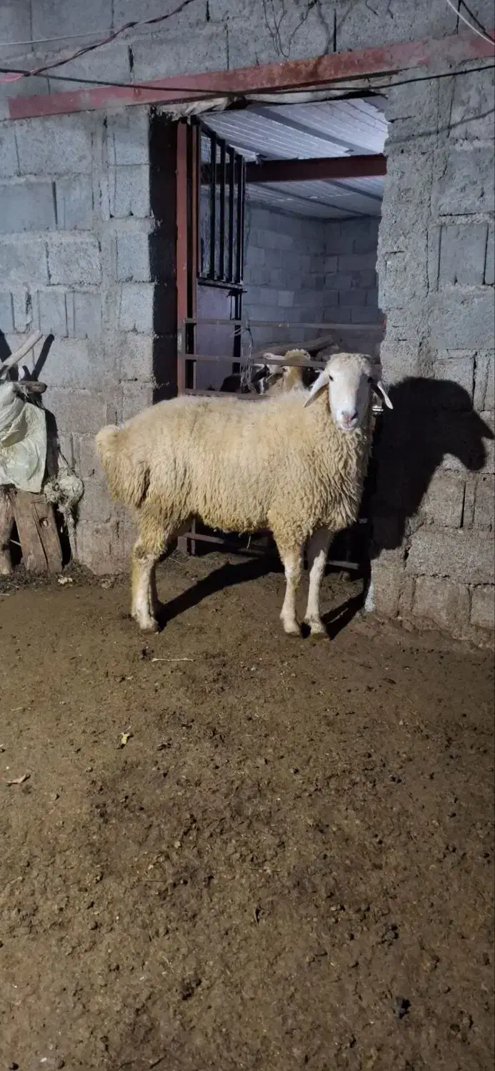 قوچ|حیوانات مزرعه|ارشق, |دیوار