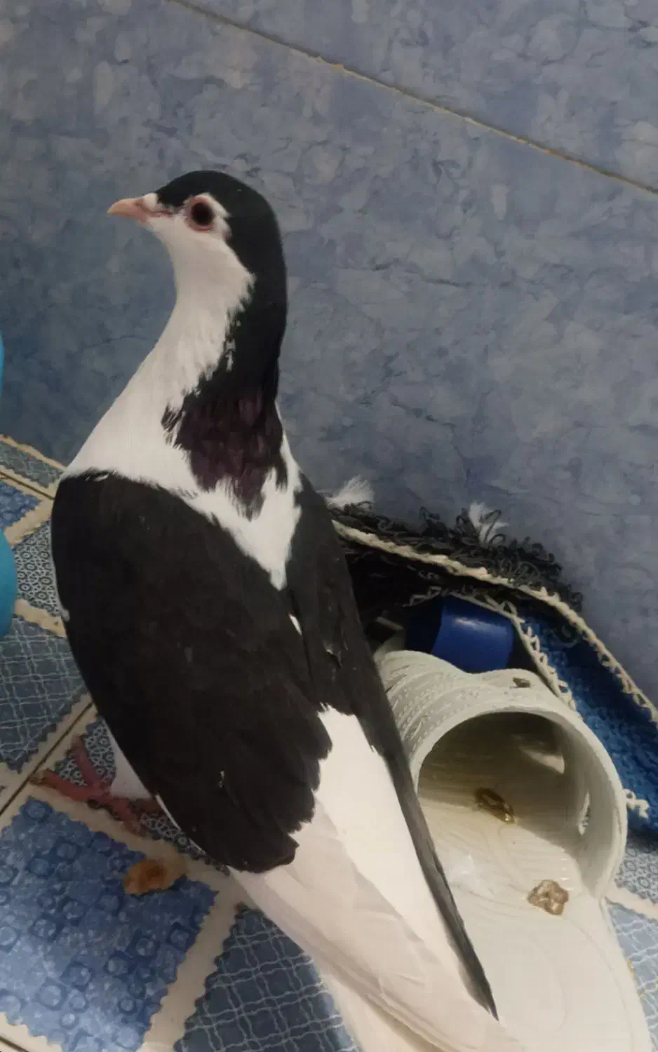 کفتر پرش|پرنده|شیروان (خراسان), |دیوار