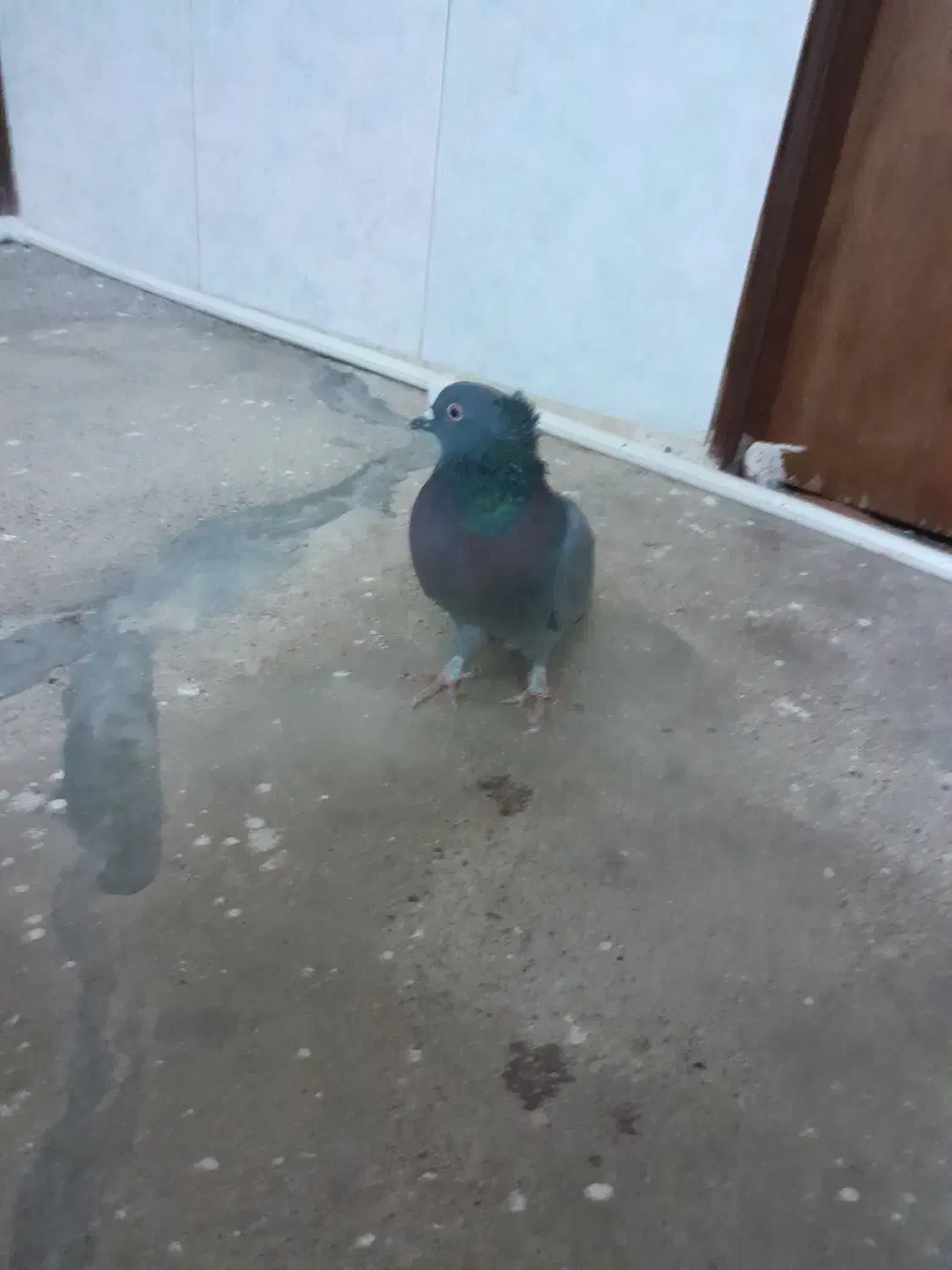 کبوتر|پرنده|بیستون, |دیوار