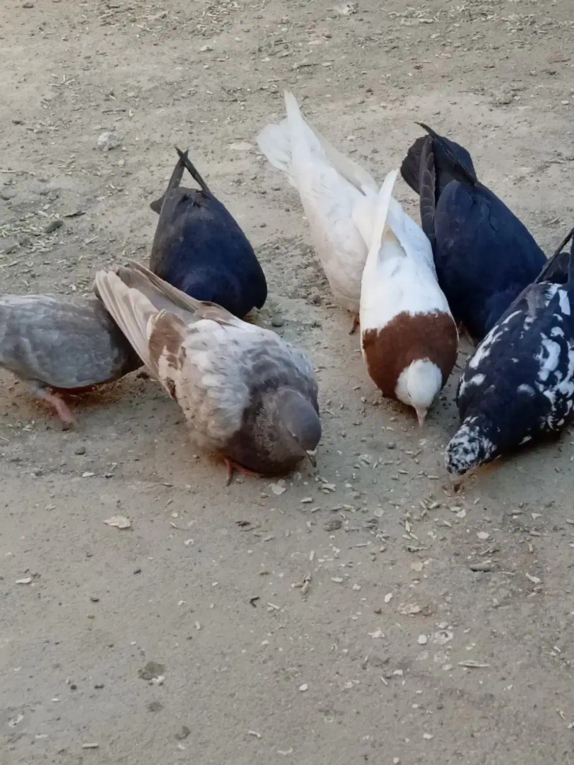 کبوتر|پرنده|فیروزآباد (آذربایجان), |دیوار