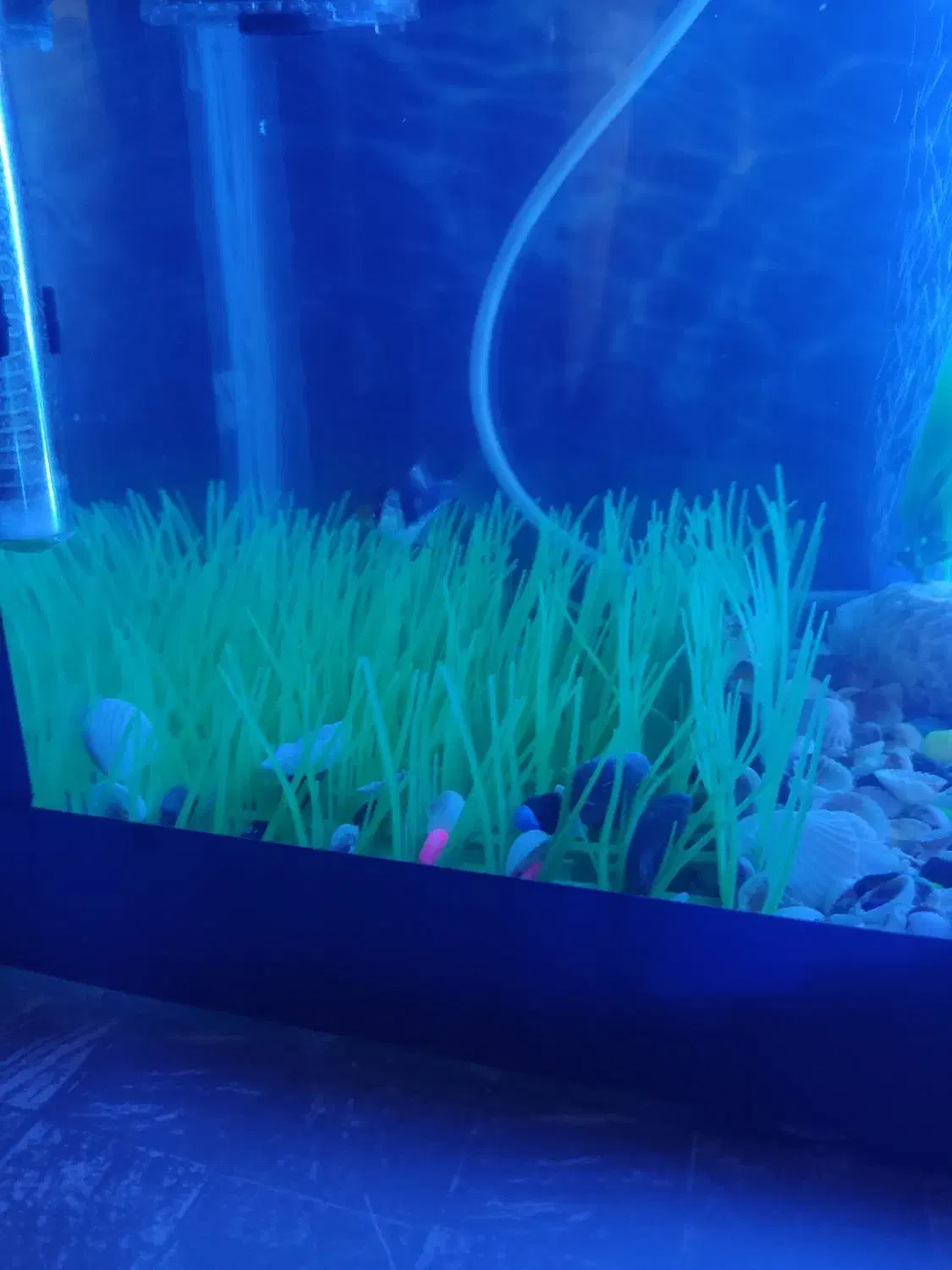 آکواریوم|ماهی|سنقر, |دیوار