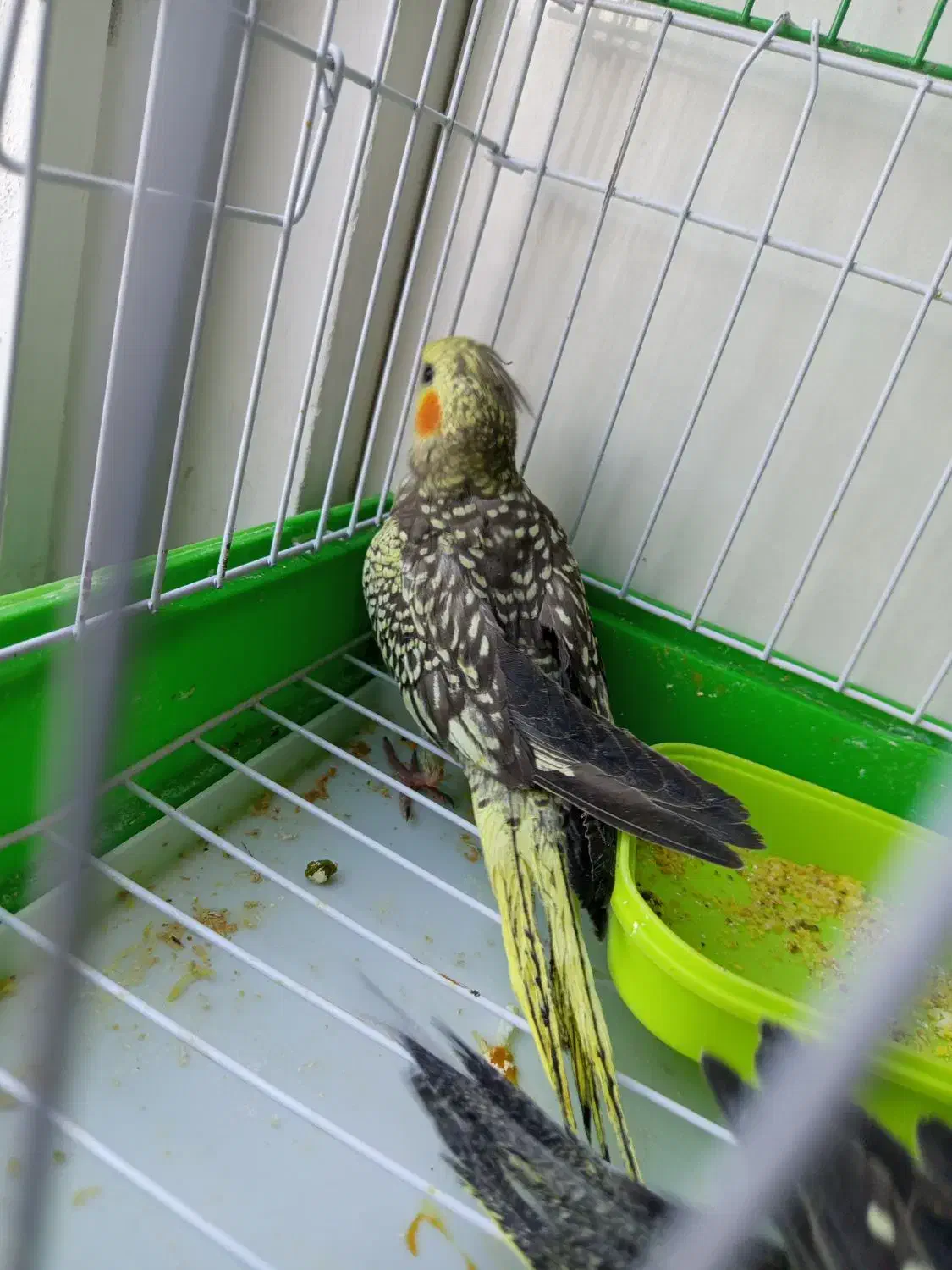 عروس هلندی|پرنده|کاشمر, |دیوار