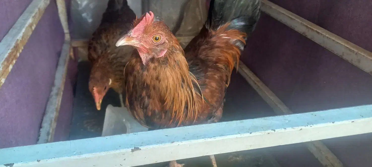 مرغ وخروس اصیل محلی|حیوانات مزرعه|اندیمشک, |دیوار