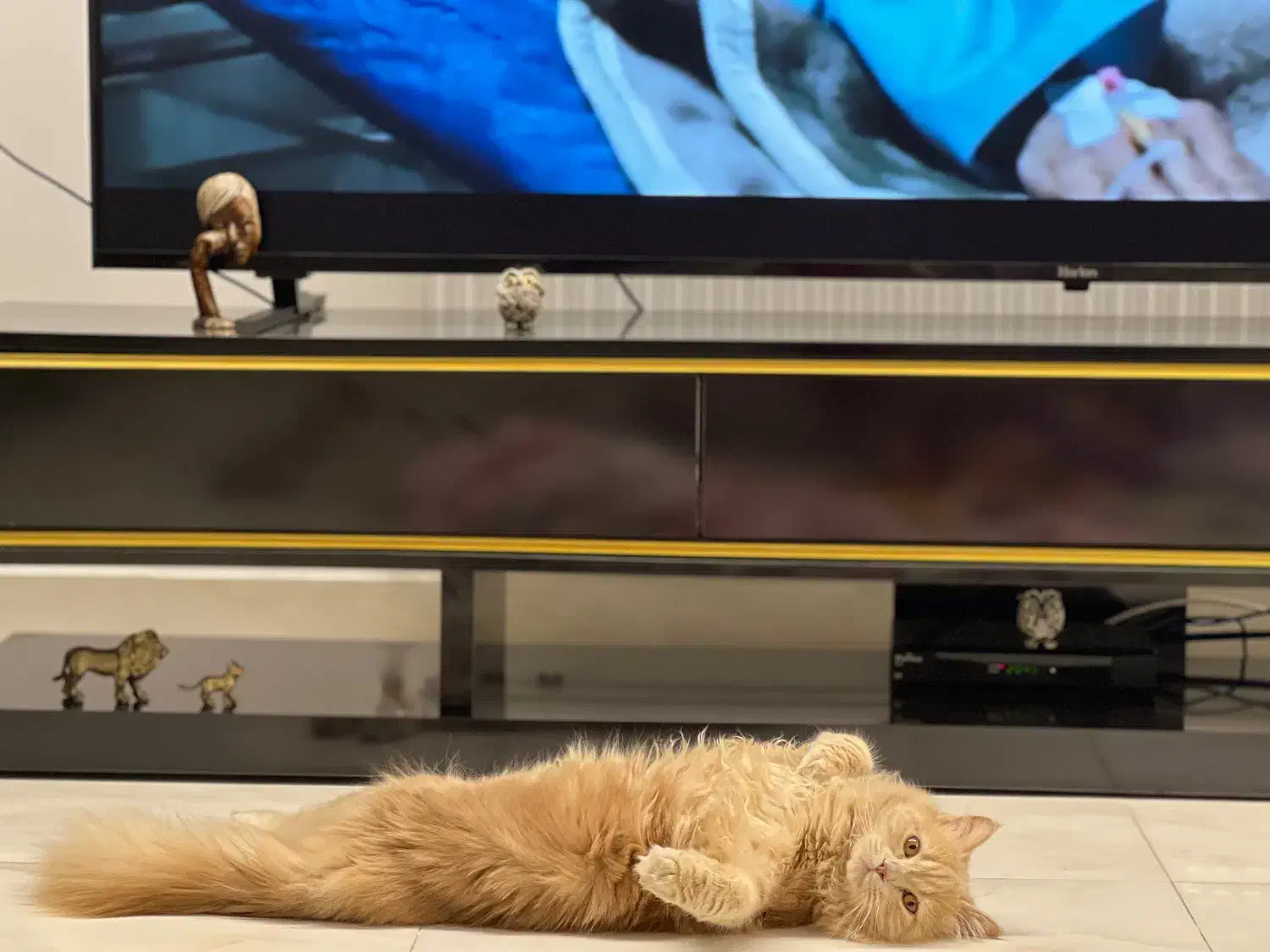 واگزاری|گربه|سنندج, |دیوار