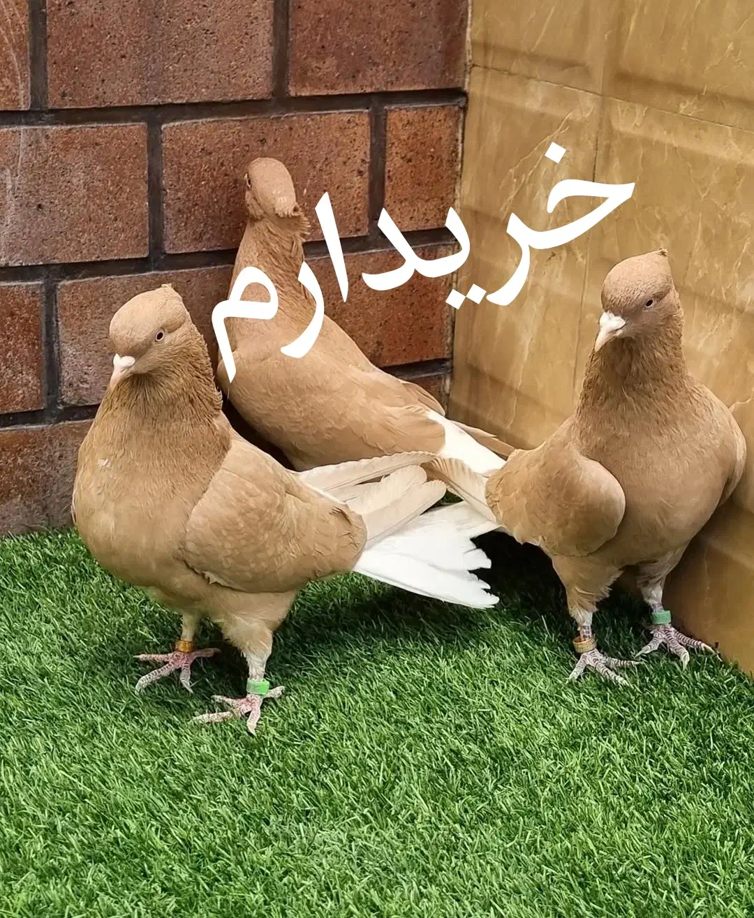 کفترسفیدنر اراکی و نر زرد و سرخ ماده دم سفید|پرنده|قم, نیروگاه|دیوار