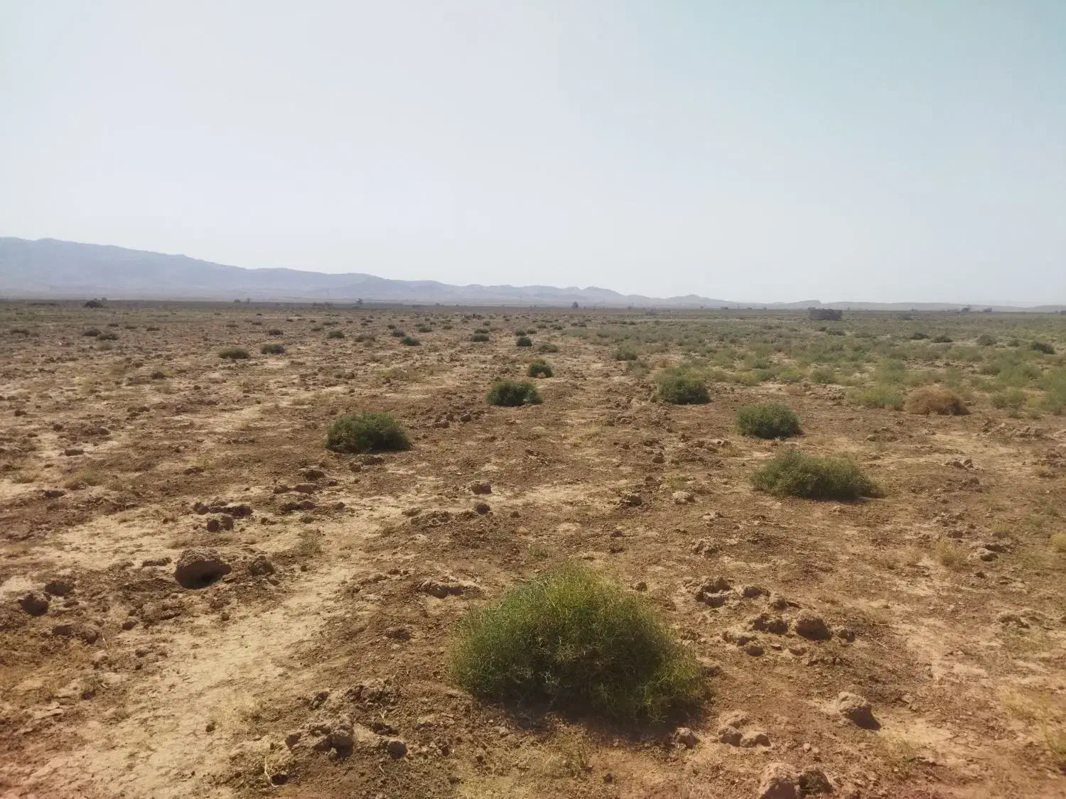 خار شتر درجه یک|عمدهفروشی|خوشاب, |دیوار