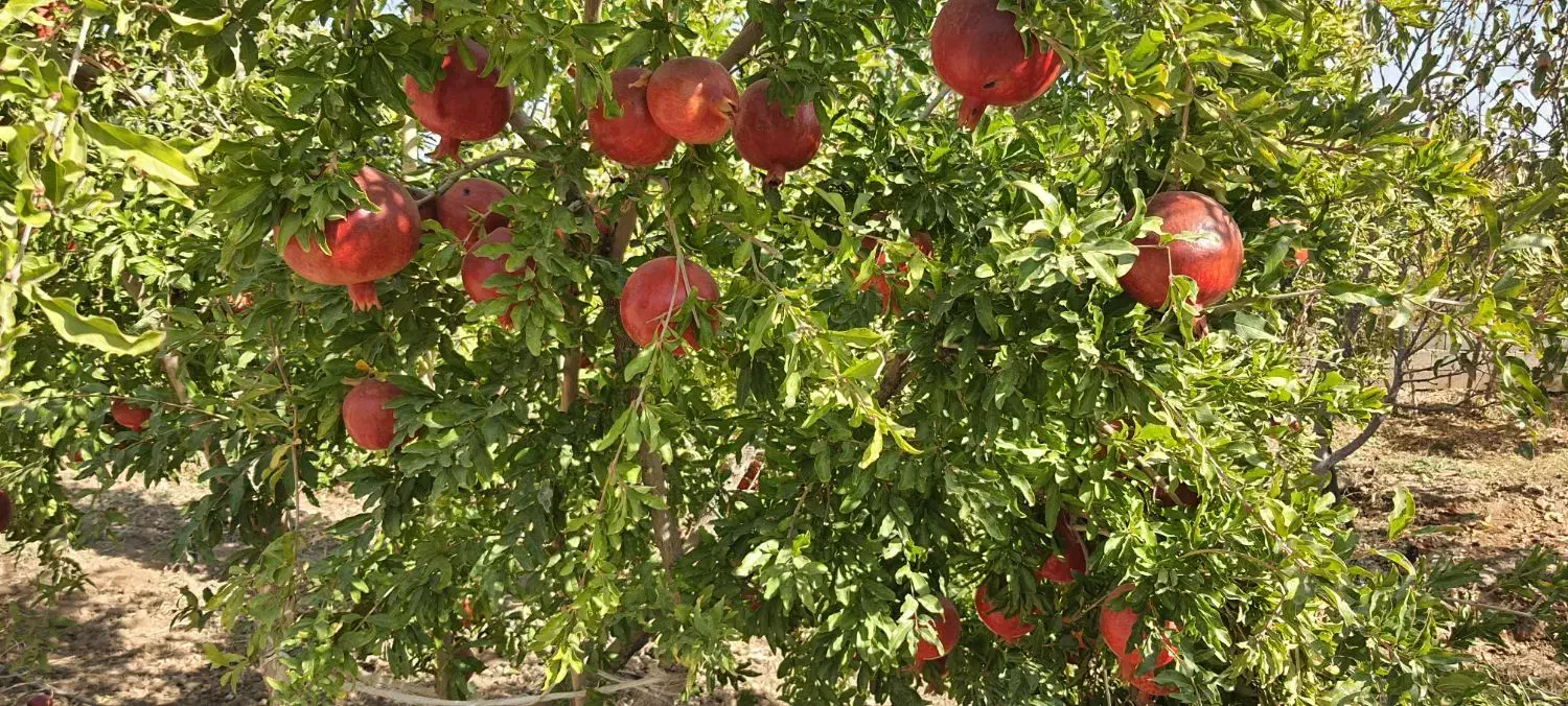 انار ممتاز درجزین|خوردنی و آشامیدنی|مهدی شهر, |دیوار