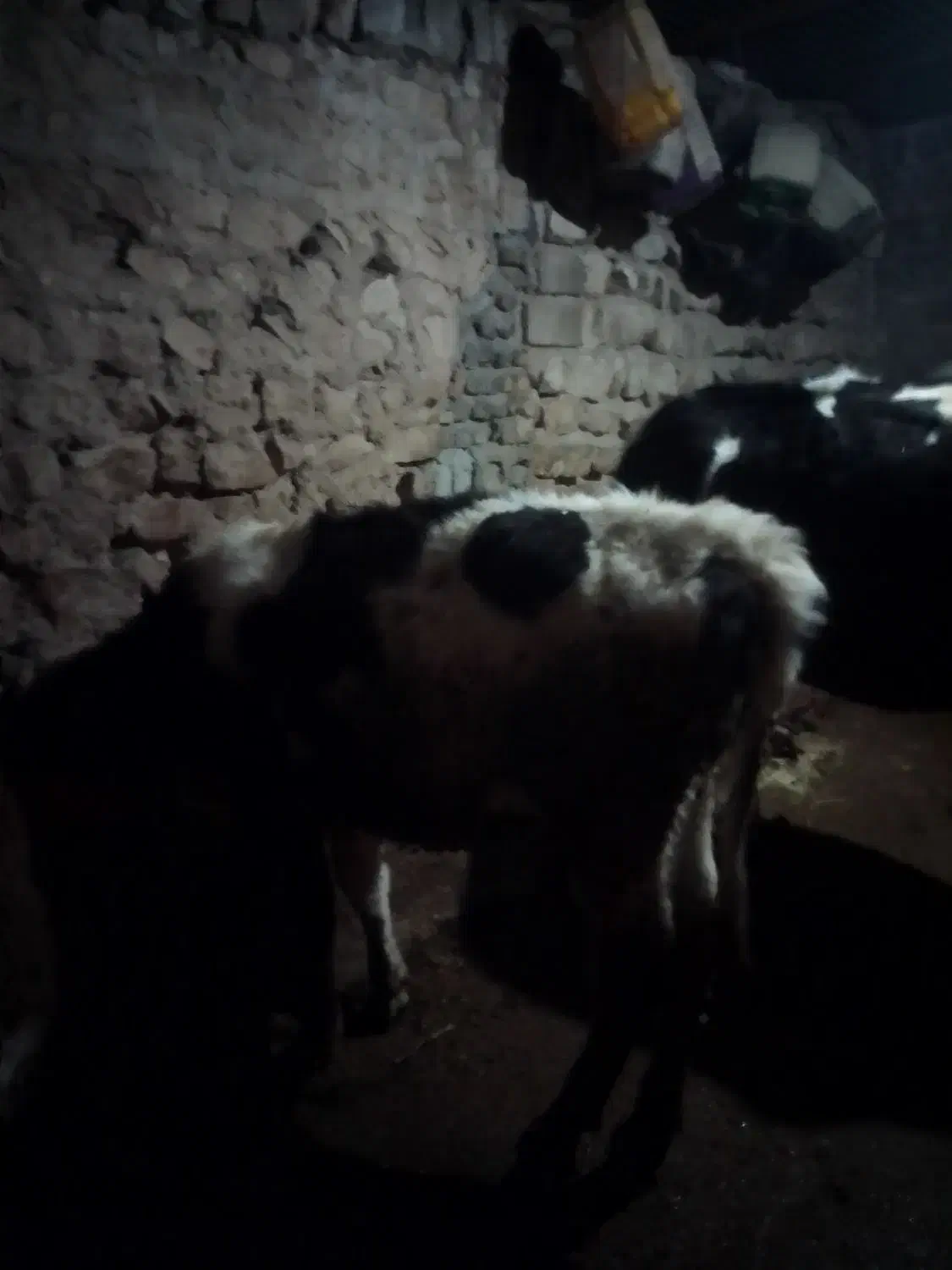 گوساله|حیوانات مزرعه|زرنه, |دیوار