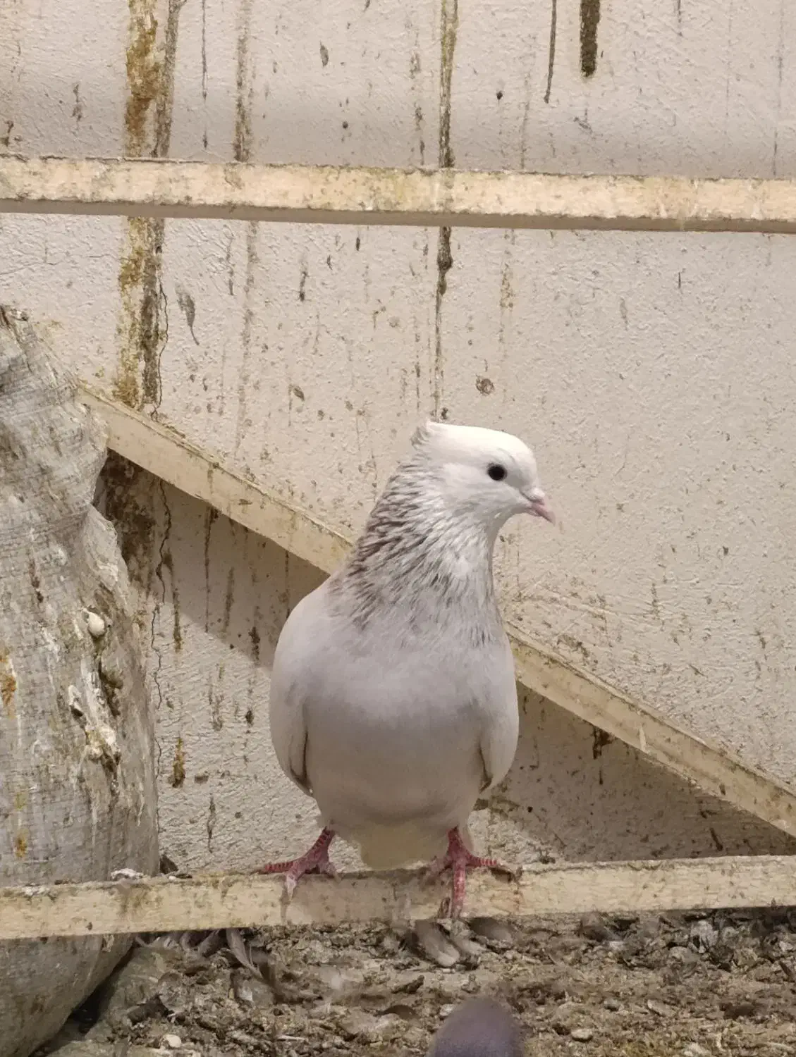 کبوتر طوقی|پرنده|کرمانشاه, |دیوار