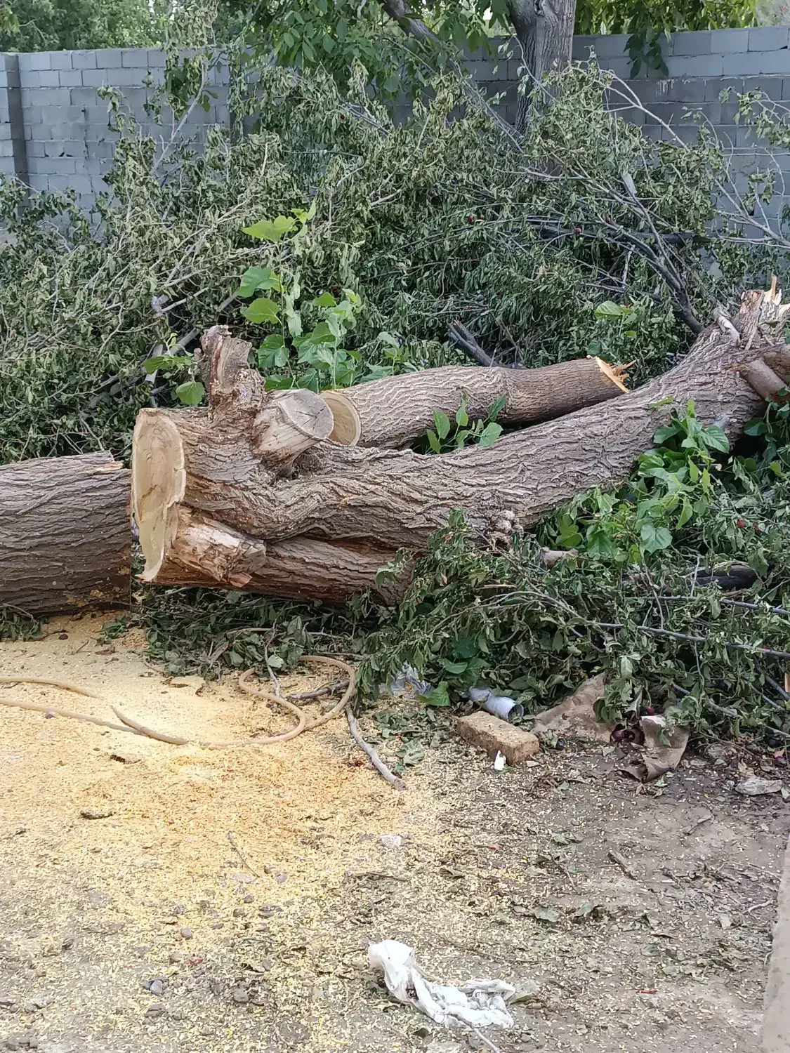 خرید چوب وبرش شاخه زنی|خدمات باغبانی و درختکاری|ارومیه, |دیوار