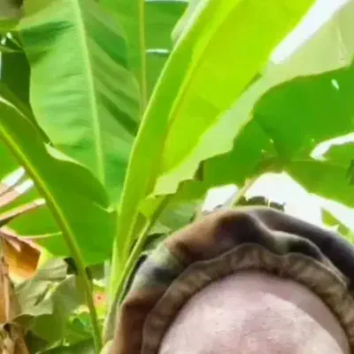 کودریشه اصلی|گل و گیاه طبیعی|فیروزآباد (لرستان), |دیوار