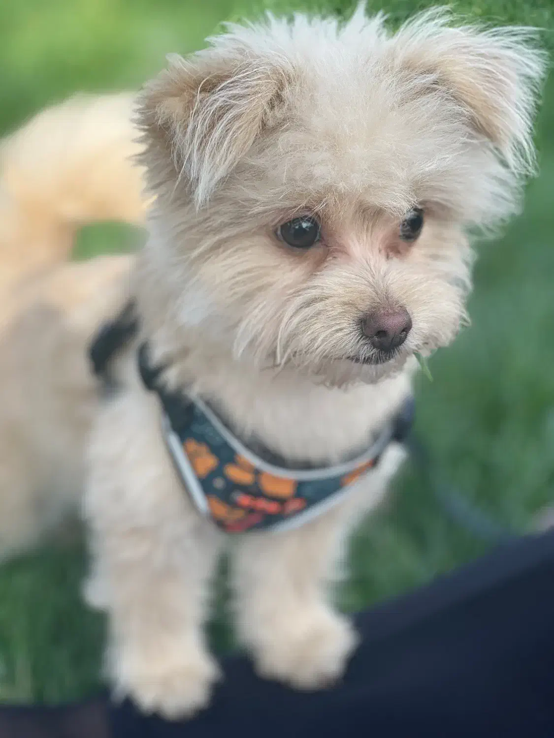 پامر ماده یکساله|سگ|تهران, پرستار|دیوار