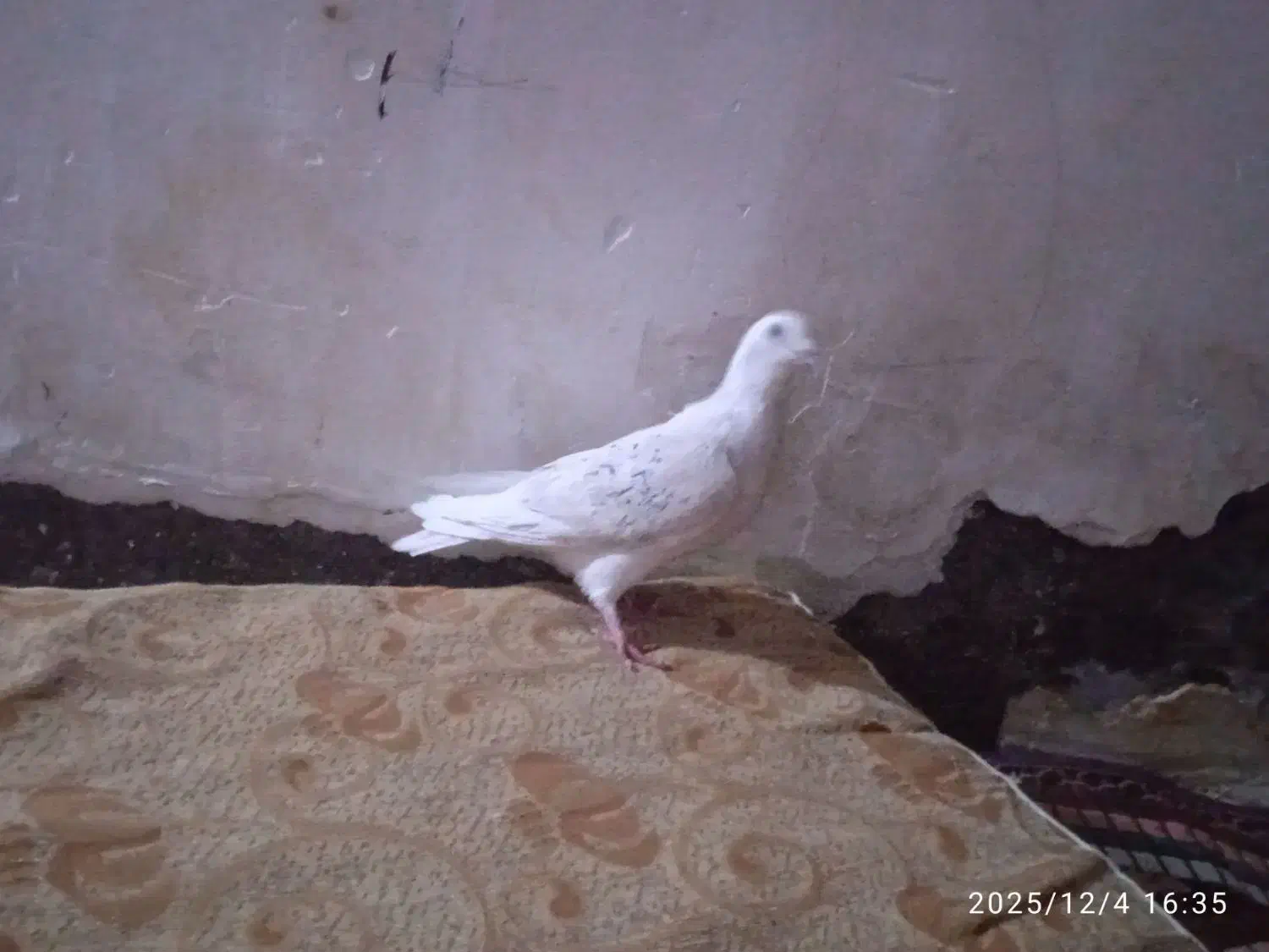 دورگ|پرنده|شوش, |دیوار