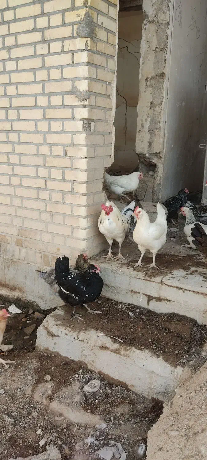 مرغ وخروس|حیوانات مزرعه|شوشتر, |دیوار