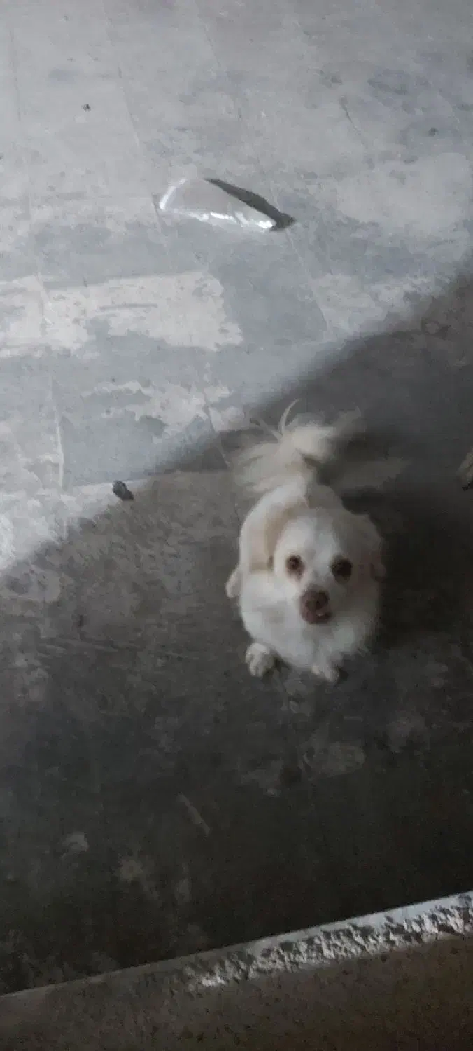 سگ شیتزو|سگ|پاکدشت, پاکدشت (مامازند)|دیوار