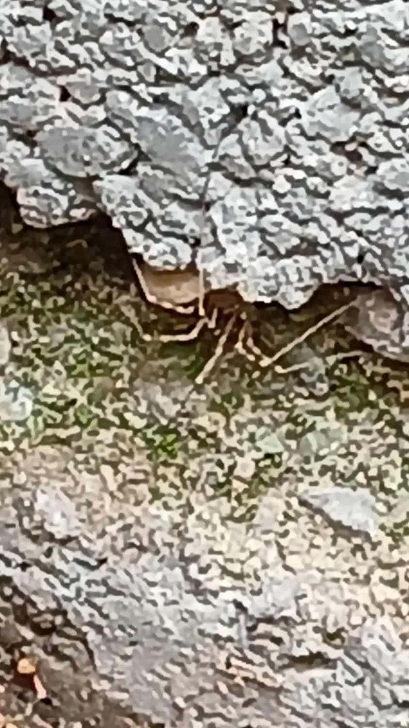 زمین اندیشه سنددار|فروش زمین و ملک کلنگی|نیشابور, شهرک اندیشه|دیوار