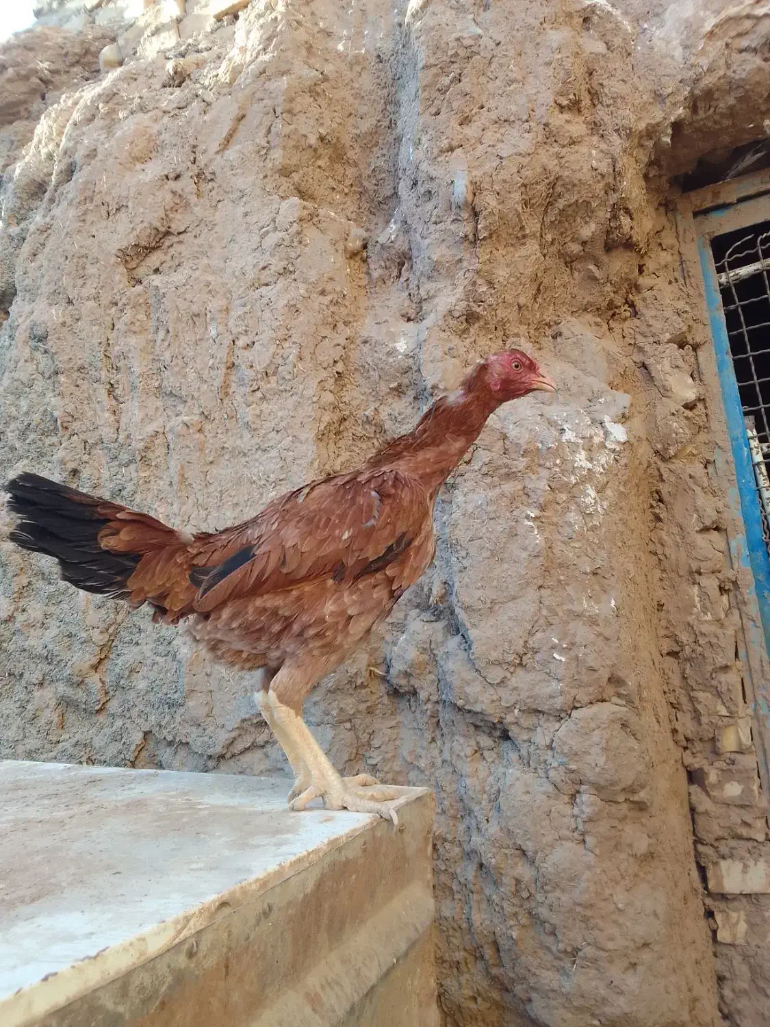 تعداد دو عدد مرغ و دو عدد خروس لاری|حیوانات مزرعه|تربت جام, میان جام|دیوار