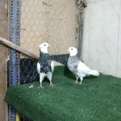 طوقی الماسی 20|پرنده|شاهین‌شهر, عطار|دیوار