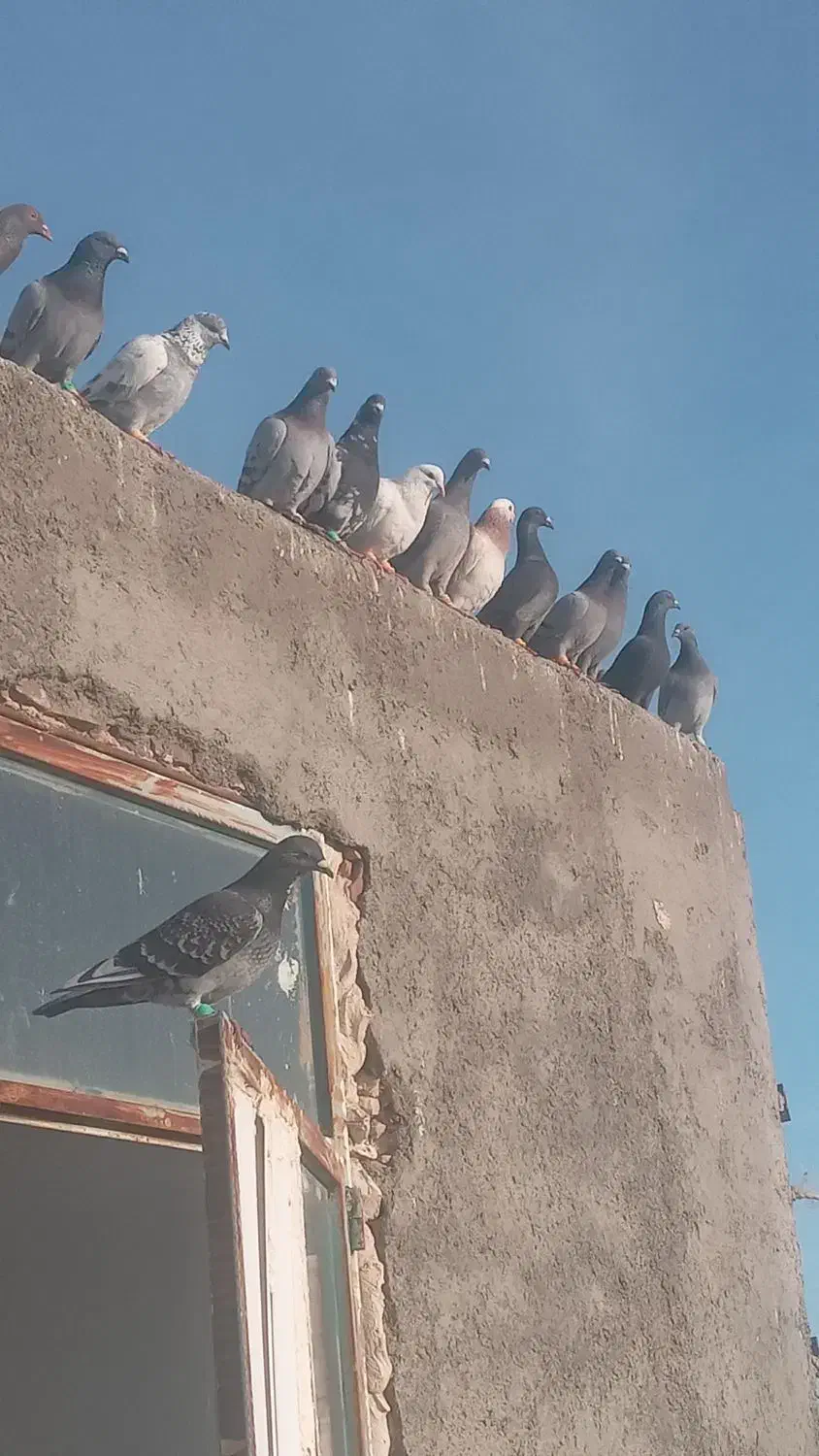 ۲۳ تا ۷تا نر بقیه ماده همه جنگنده پرشی فروشی|پرنده|مشهد, بالا خیابان|دیوار