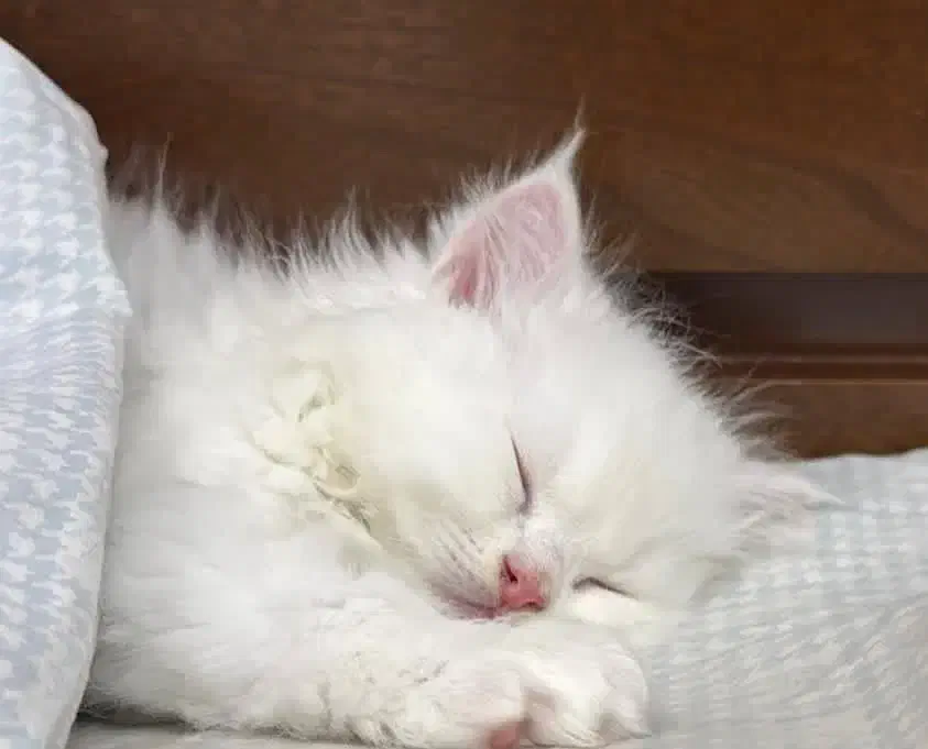 گربه پرشین|گربه|فومن, |دیوار