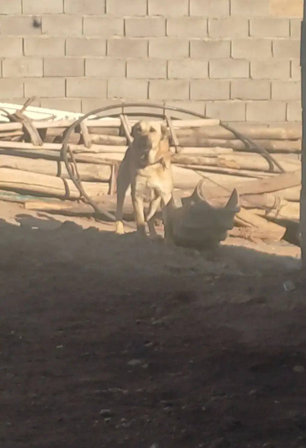 واگذاری سگ سرابی ۲ ساله|سگ|میانه, |دیوار