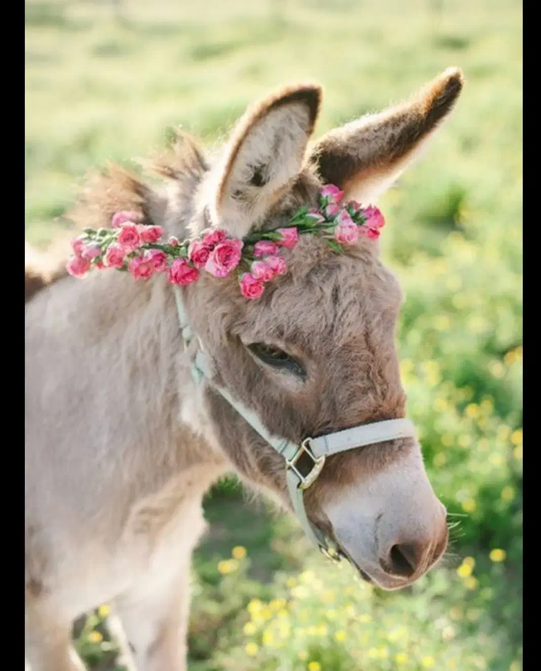 شیر|خوردنی و آشامیدنی|بشاریات, |دیوار