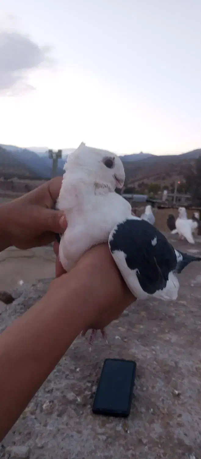 کبوتر|پرنده|سورنا, |دیوار