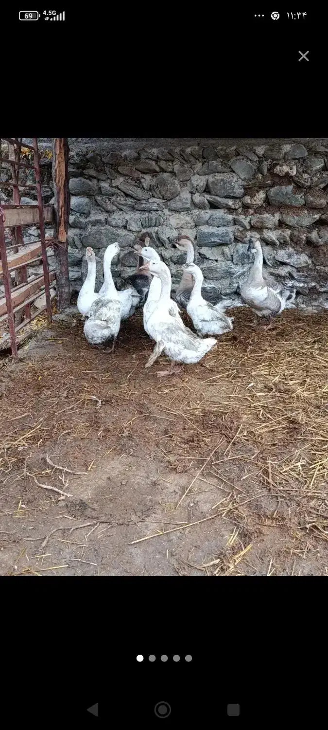 قو غاز|حیوانات مزرعه|کردکوی, |دیوار