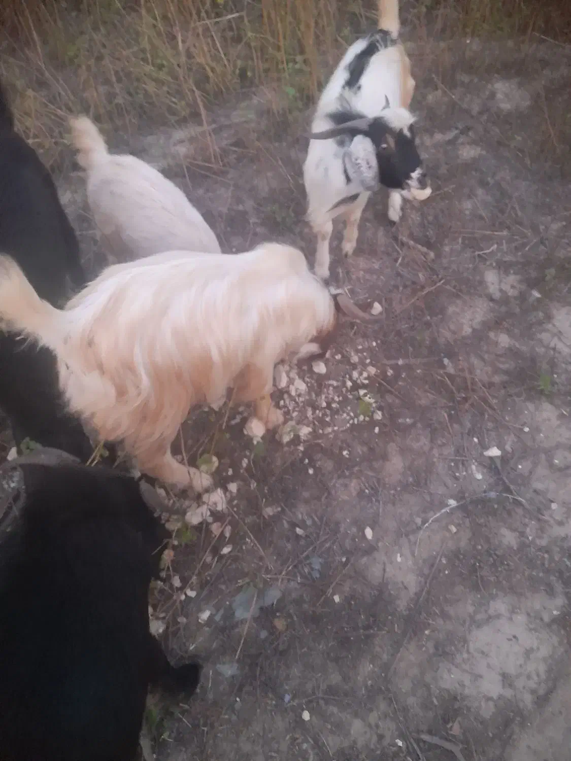 نری|حیوانات مزرعه|بند زرک, |دیوار