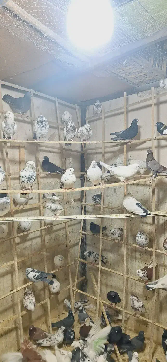 کفتر تهرانی|پرنده|خمینی‌شهر, |دیوار