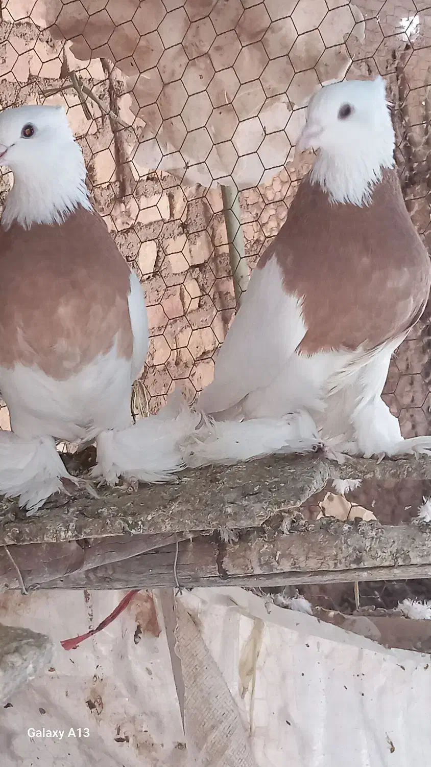 طوقی|پرنده|مبارکه, |دیوار